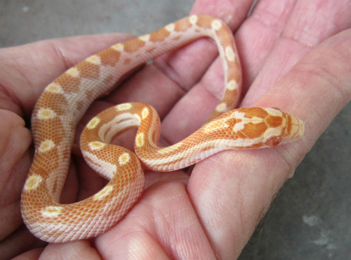 Butter Corn Snake